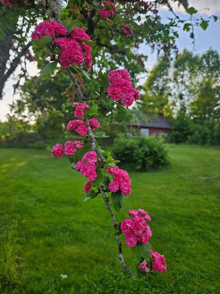 Blommande Hagtorn Galleribilde