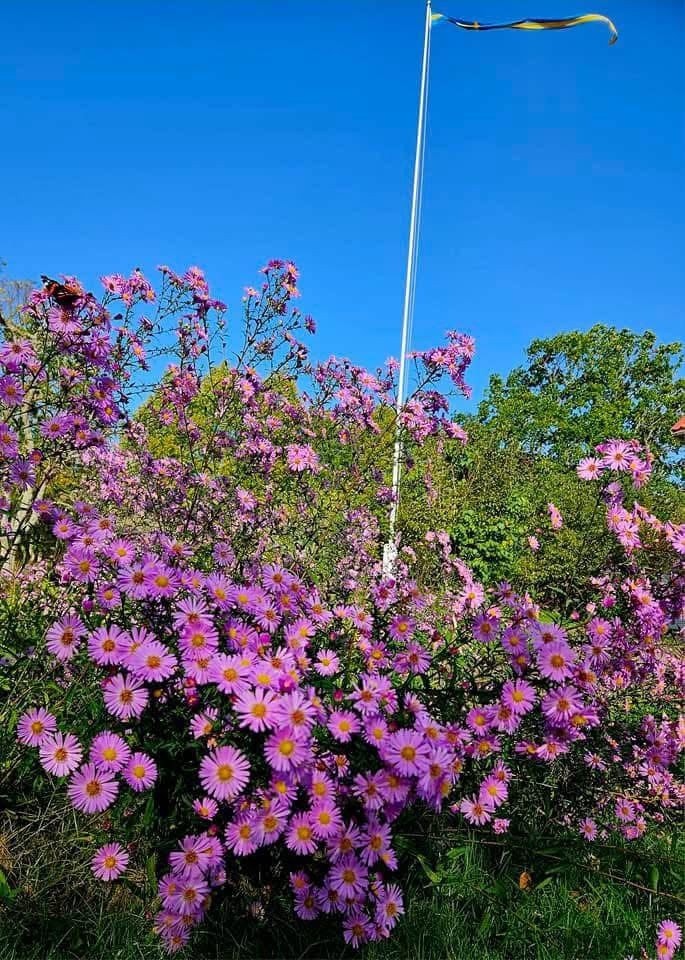 Blomsterprakt Galleribilde