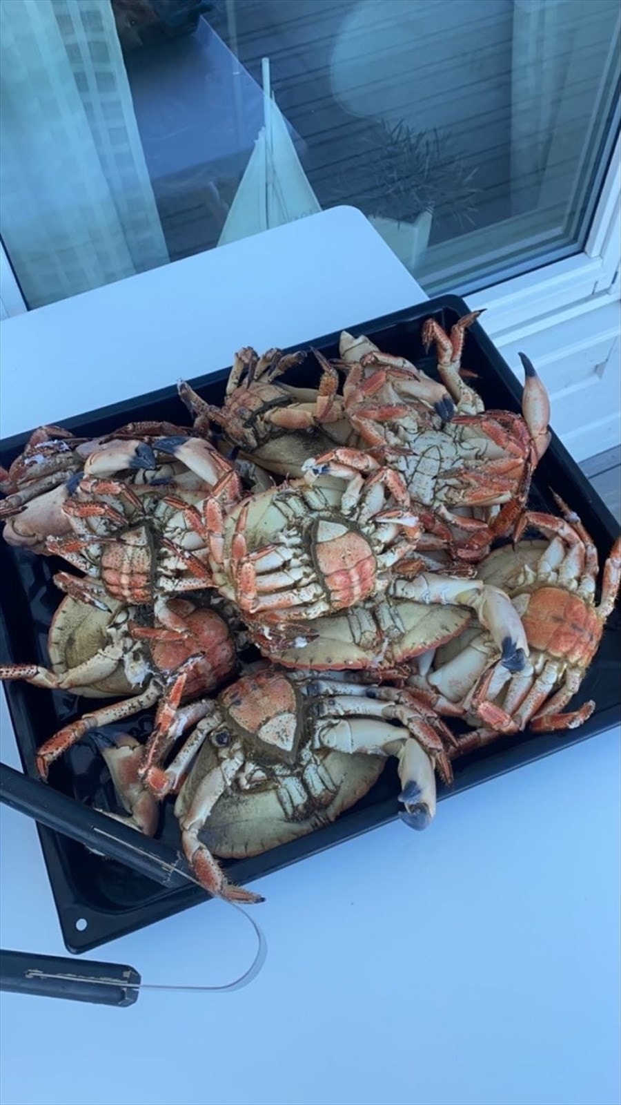 Slipp krabbeteinen uti rett fra båtplassen, fangsten er stort sett alltid bra :) Galleribilde