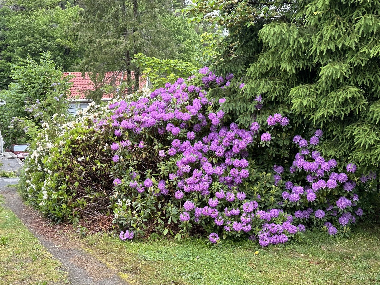 Flotte gamle bed i innkjørselen Galleribilde