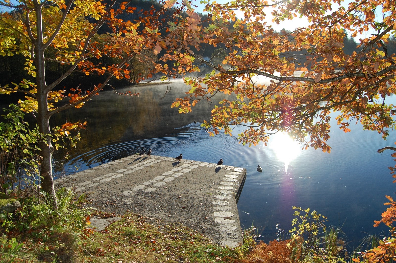 Myravannet en høstdag Galleribilde