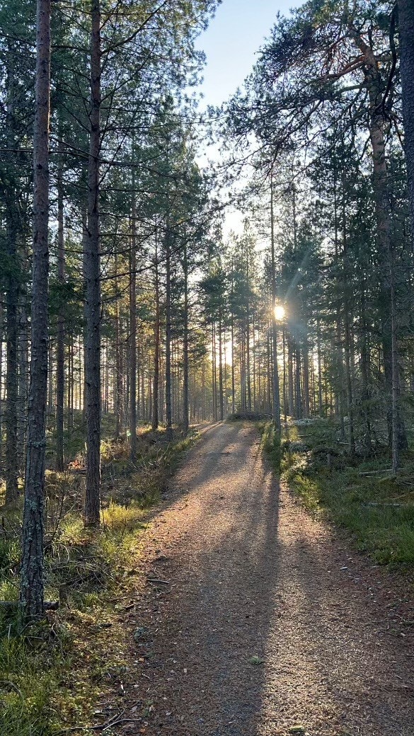 Det er bare noen minutter fra leiligheten til flotte turveier i skogen. Galleribilde