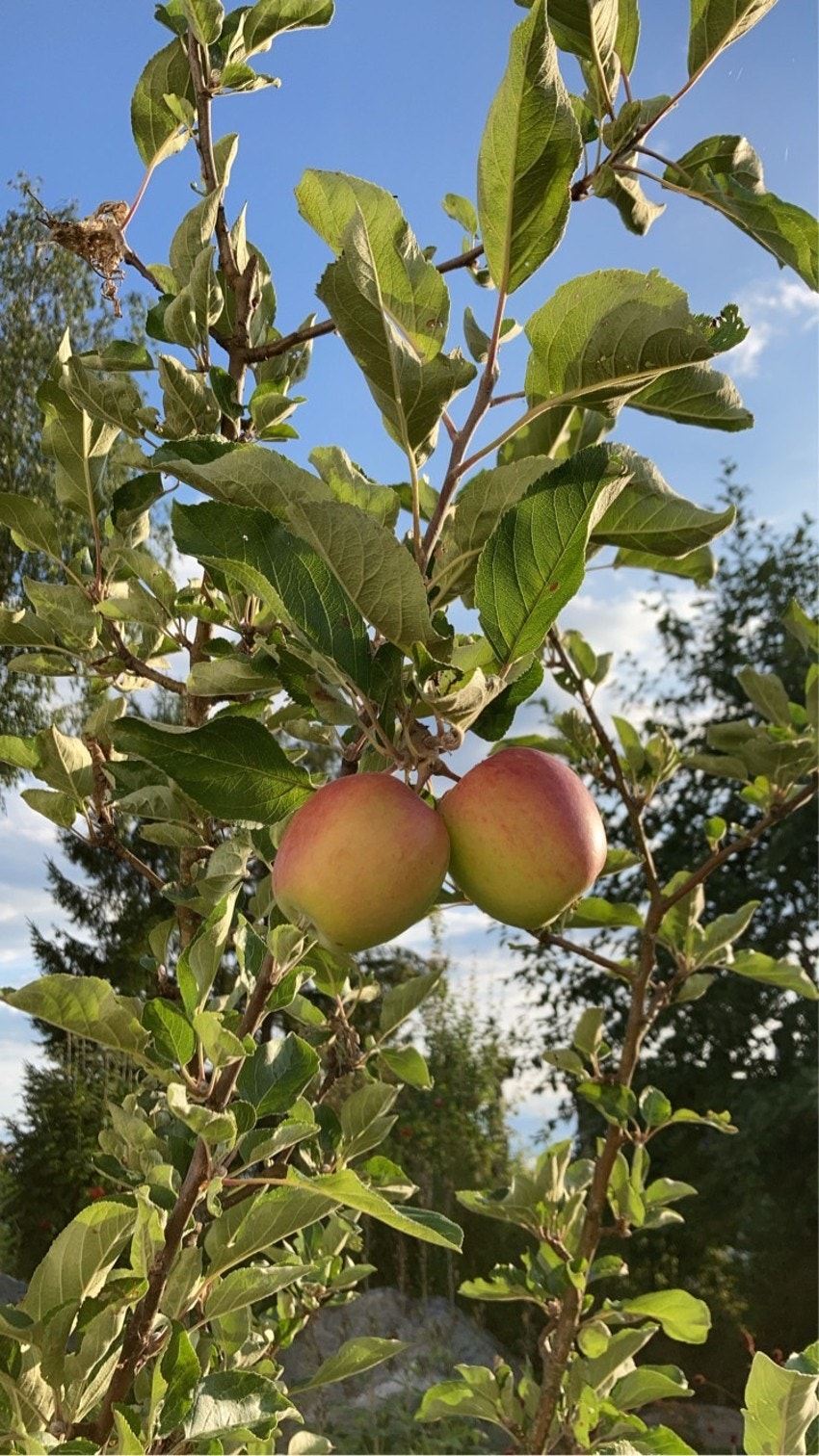 Sommerbilder fra selger. Galleribilde