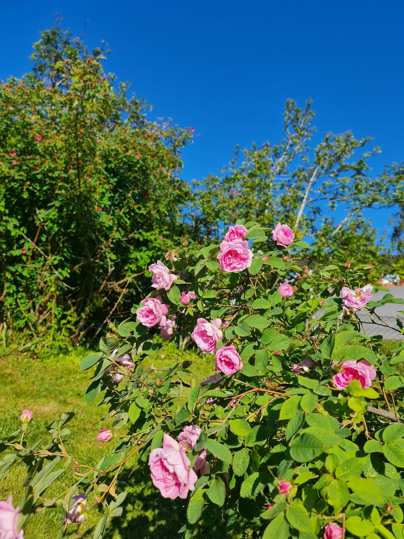 Selgers sommerbilder Galleribilde