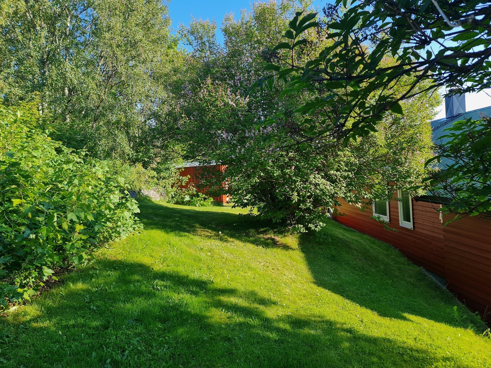 Selgers sommerbilder Galleribilde