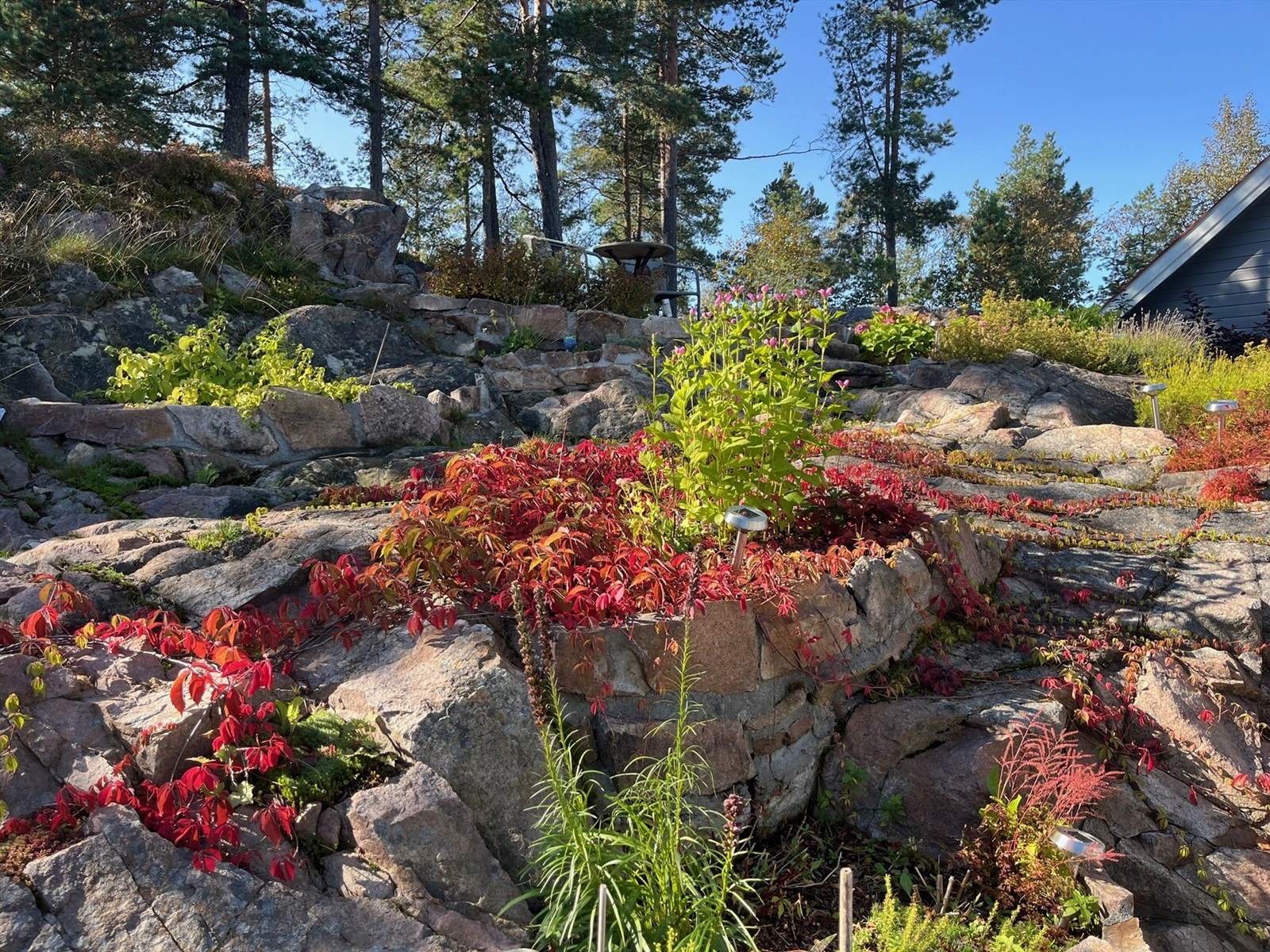 Selgers sommerbilde Galleribilde