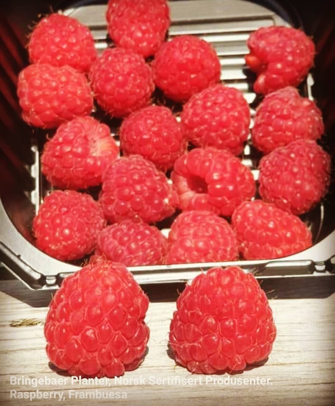 Bringebærplanter, fra Norsk Produsenter. Bringebær Planter | FINN-torget