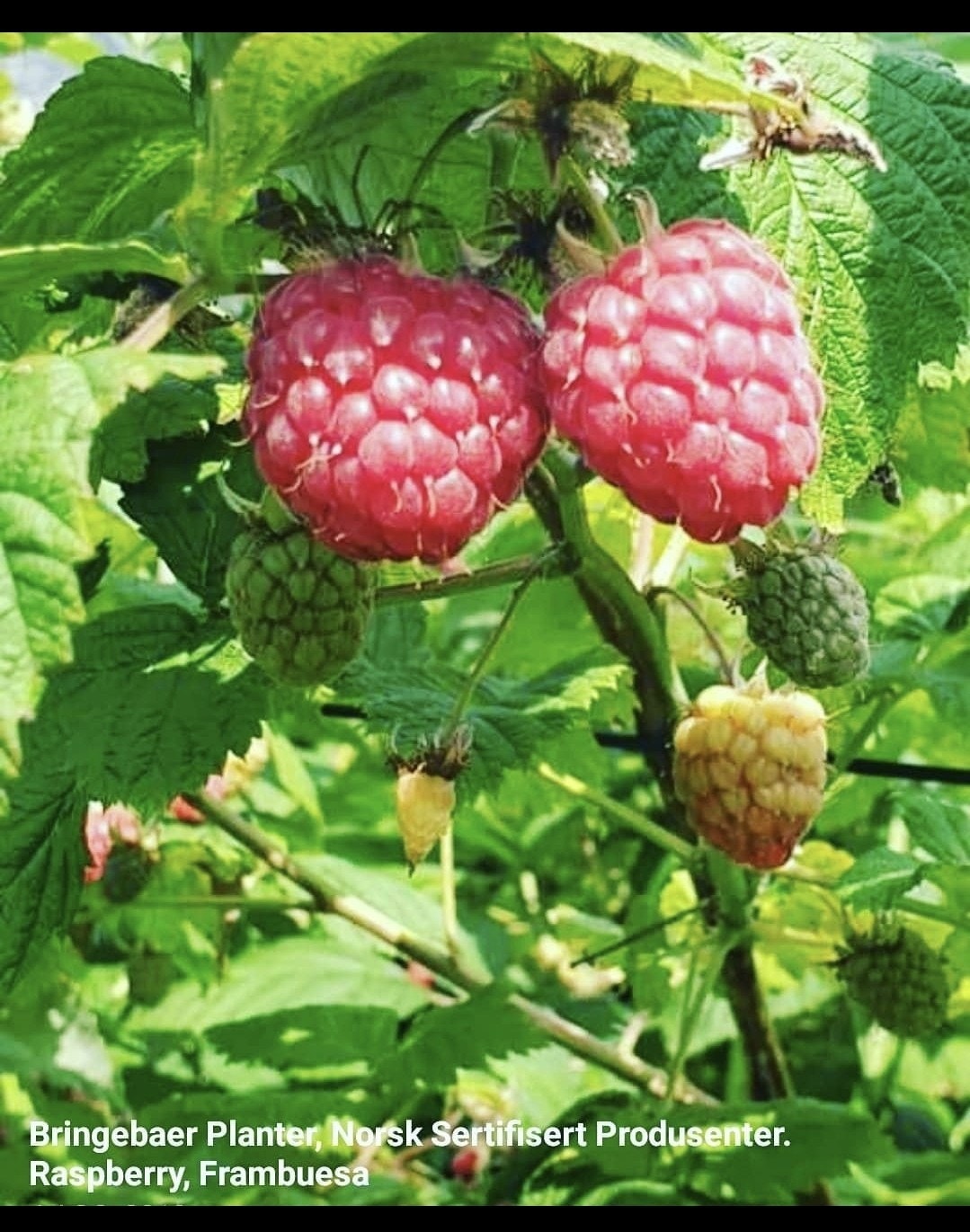 Bringebærplanter, fra Norsk Produsent. Sertifiserte Bringebær Planter ...