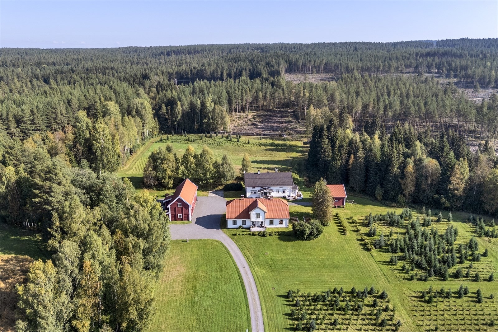 Her selges egendyrkede, kortreiste og ekte norske juletrær. Fjelledelgran og Norsk gran Galleribilde