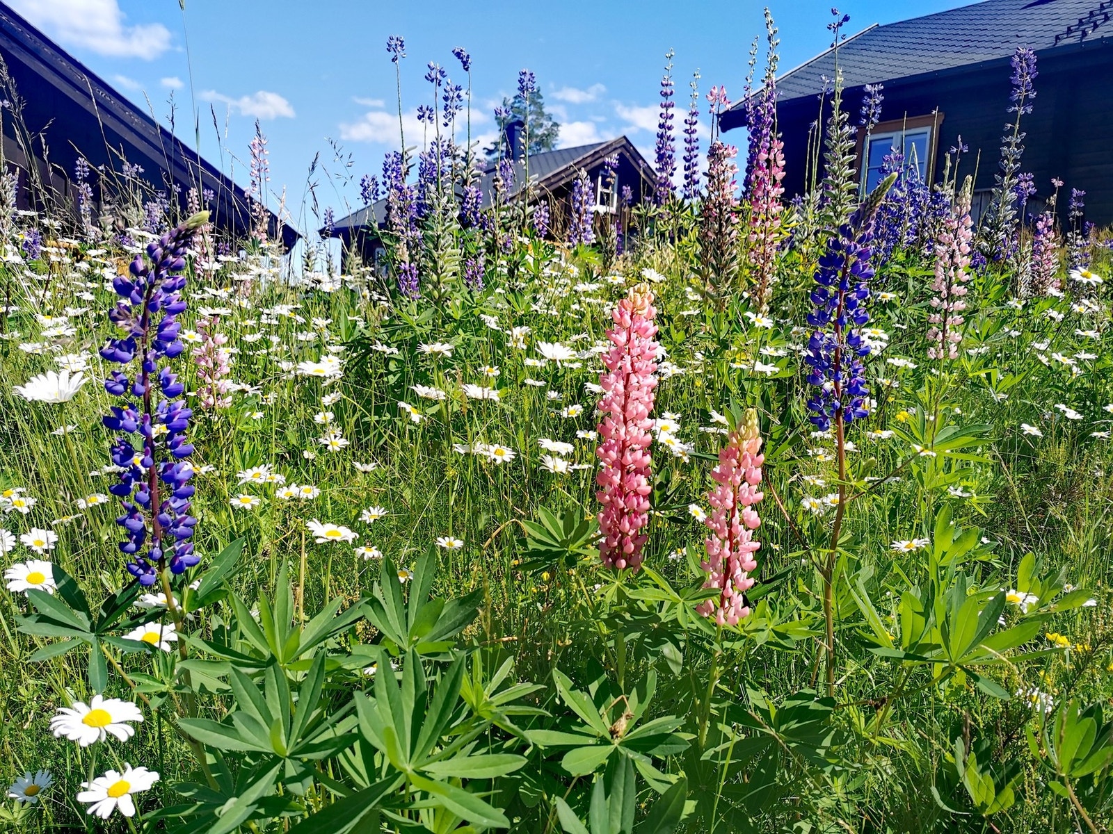 Det er plantet busker og flere typer villplanter rundt hytta. Galleribilde