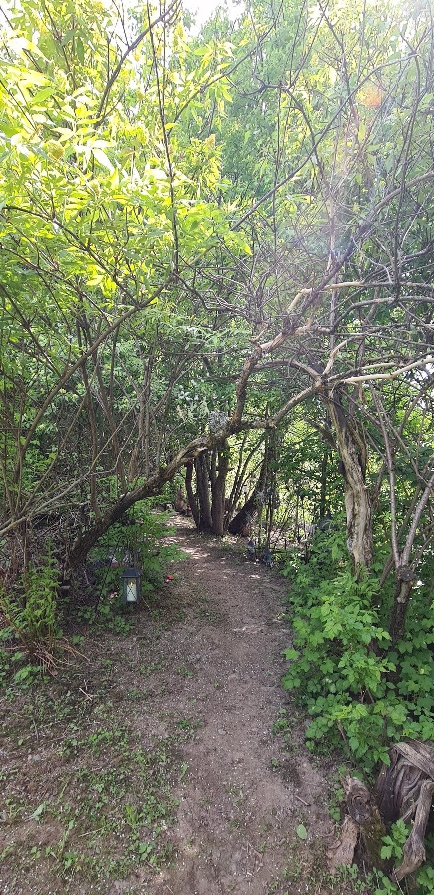 Hyggelig liten skog på tomten Galleribilde