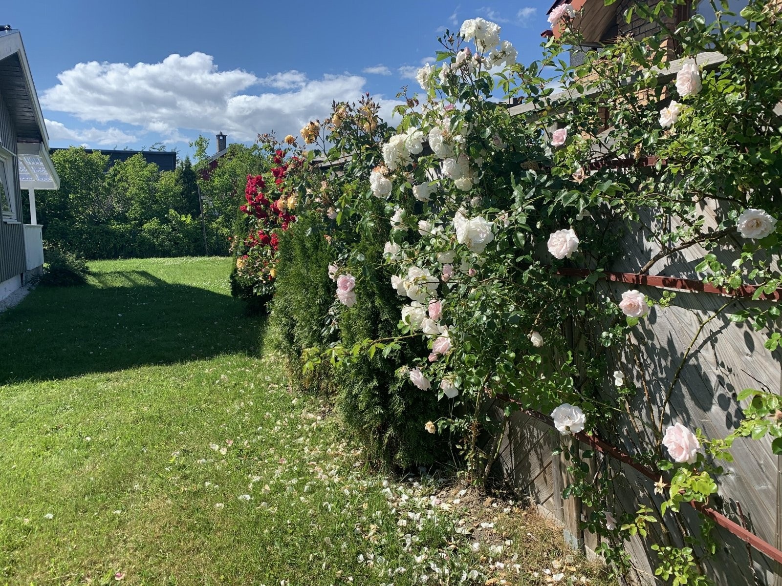 Frodig hage Galleribilde