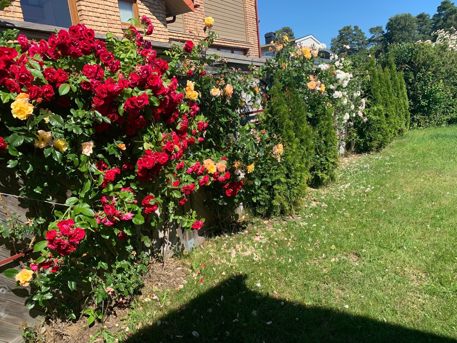 Selgers egne bilder Galleribilde