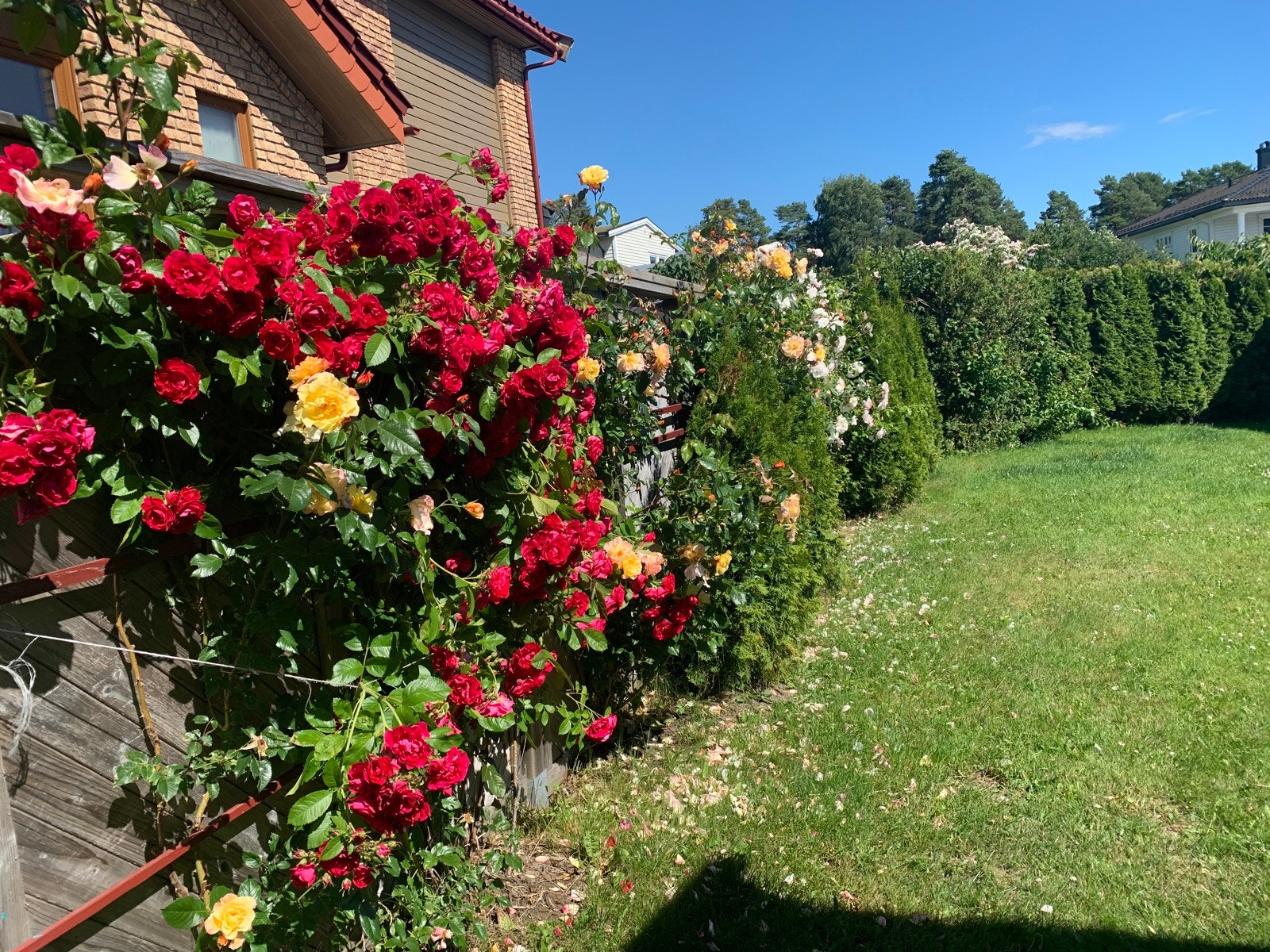 Selgers egne bilder Galleribilde