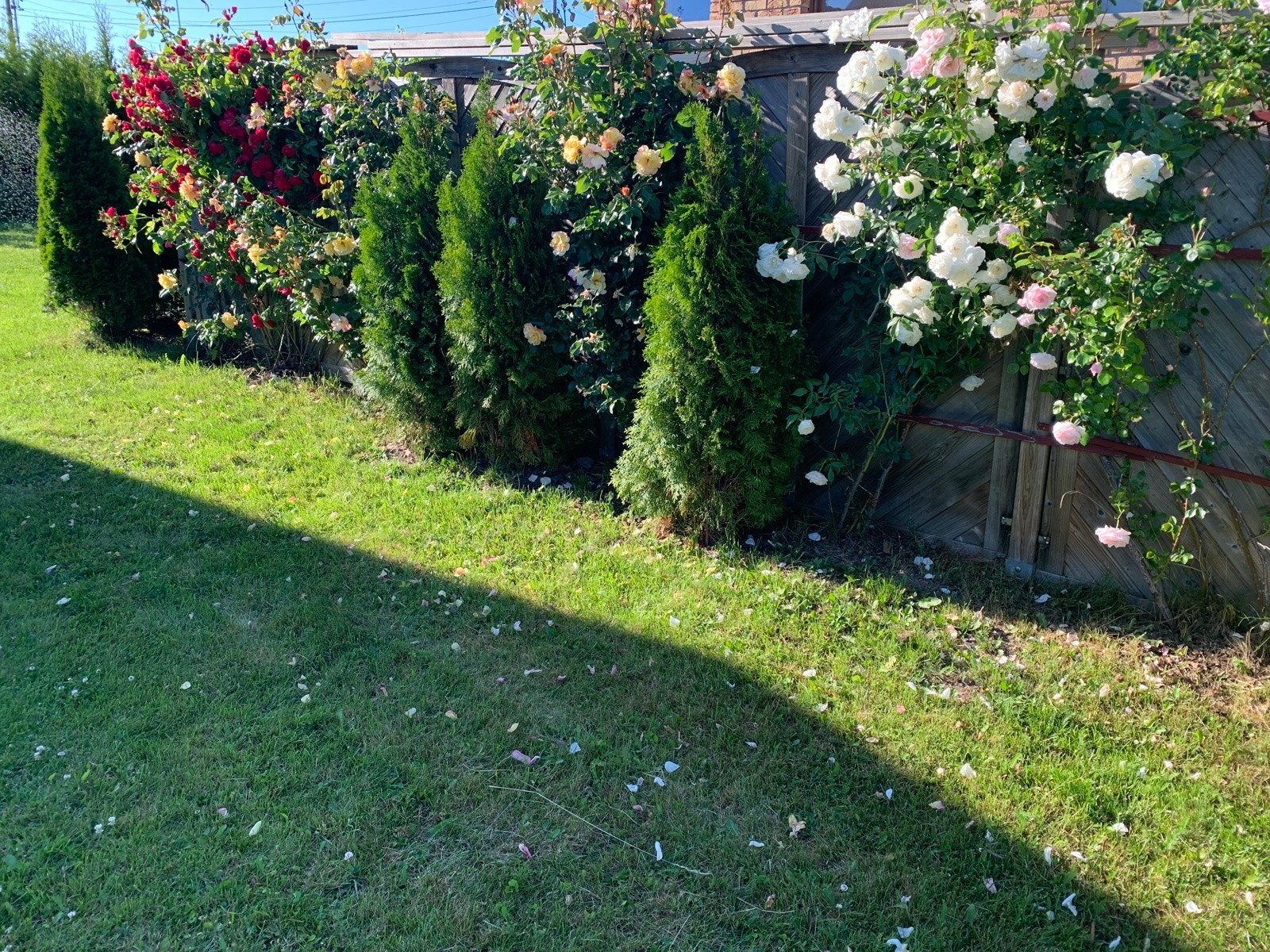 Selgers egne bilder Galleribilde