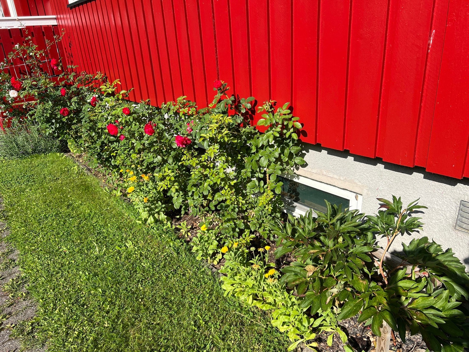 Selgers bilder. Galleribilde