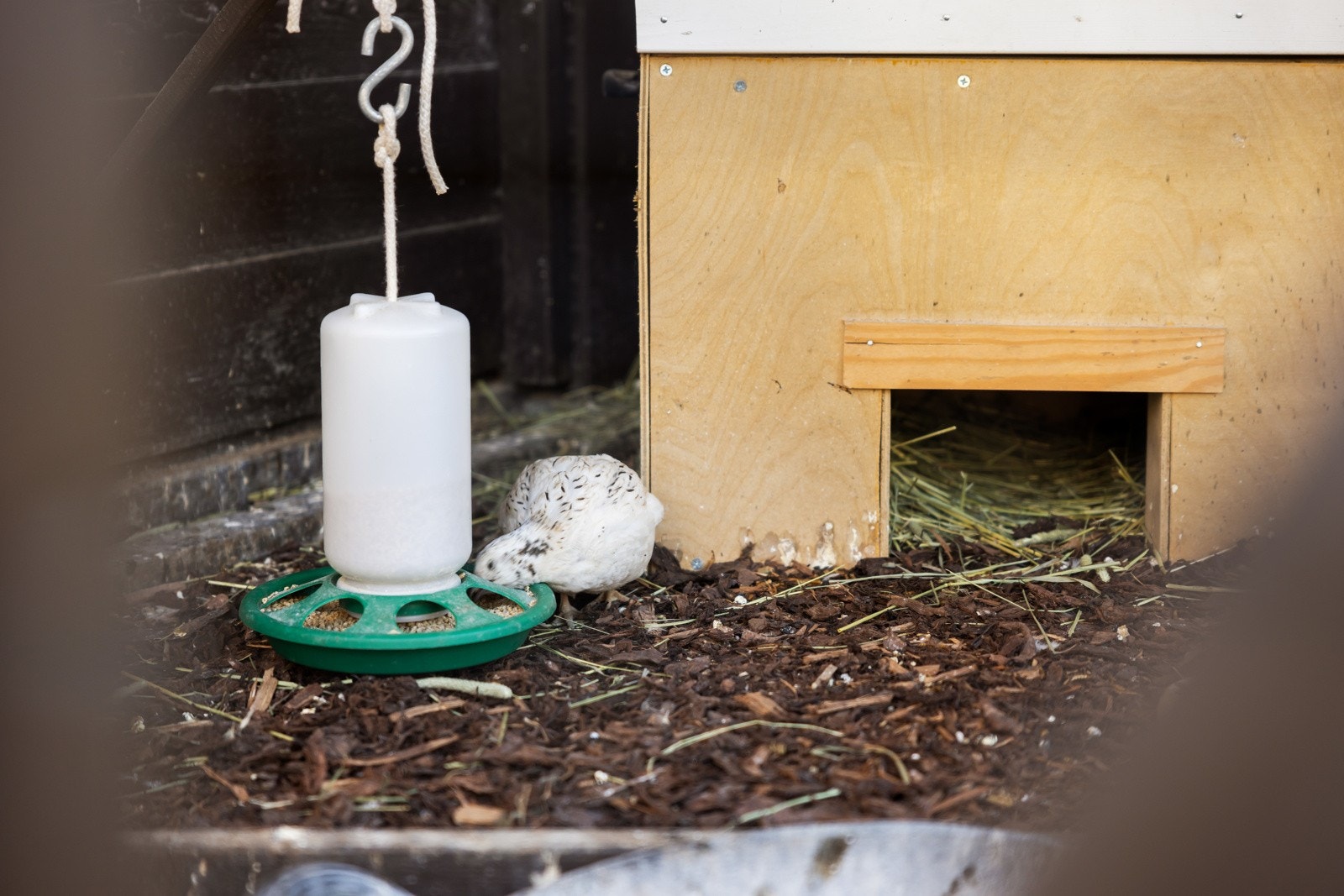 Vaktelburet kan lett bygges om til hønsehus. Galleribilde