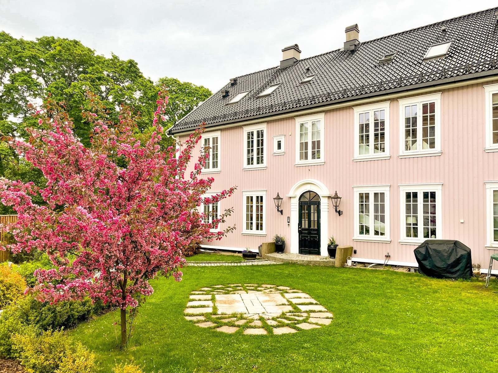 Prydepletreet står i full blomst hver vår. Galleribilde