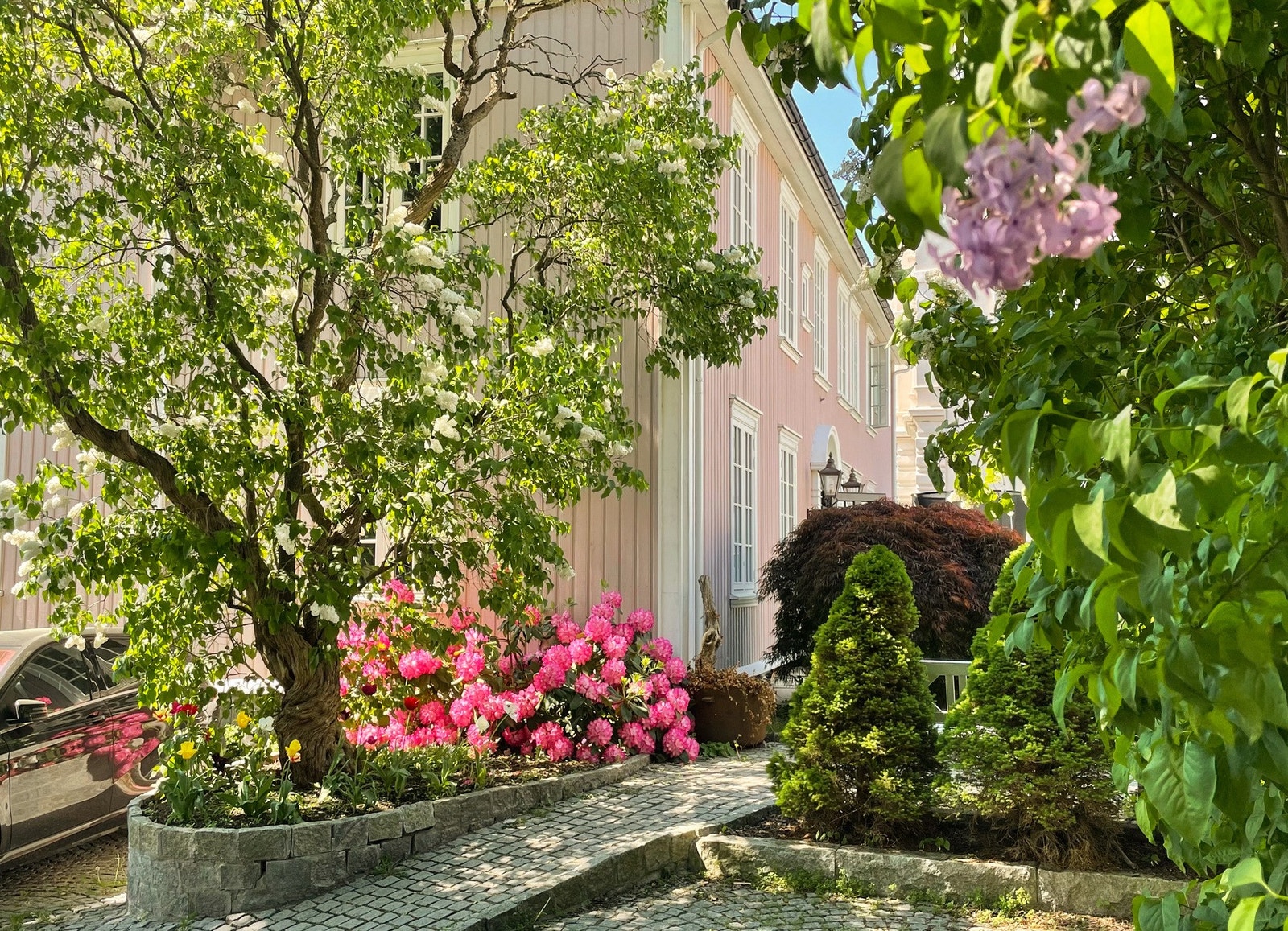 Syrintreet ble plantet i 1911, som bryllupsgave til gårdeierens datter. Galleribilde