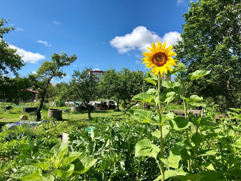 Brobekk skolehage ligger rett ved borettslaget. Dette er en parsellhage der privatpersoner som ønsker å dyrke sin egen mat kan leie parsell etter venteliste-prinsippet (foto: Brobekk skolehage) Galleribilde