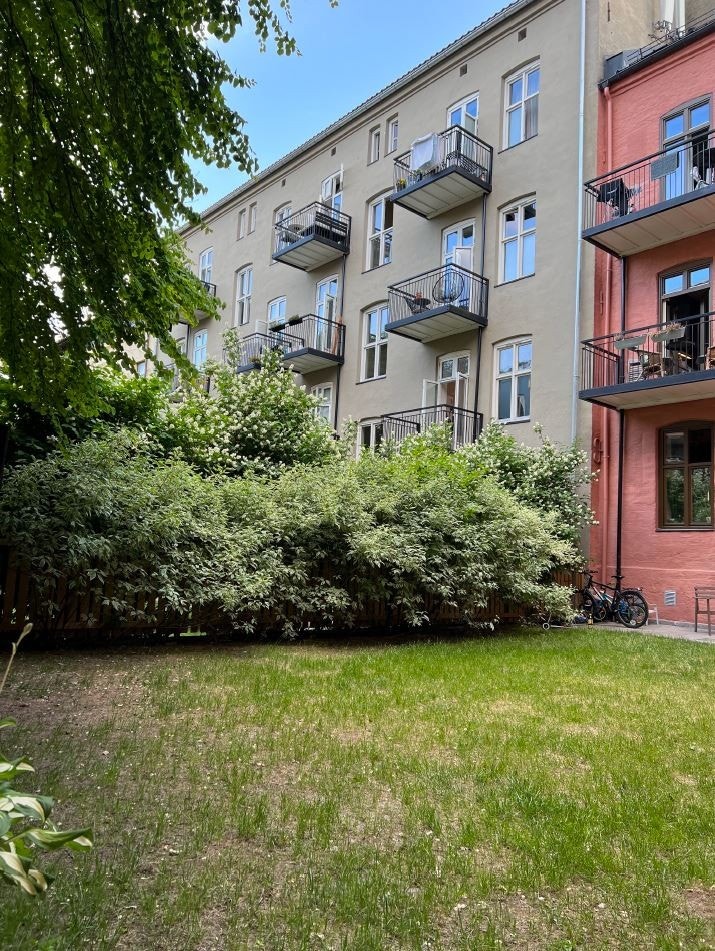 Frodig bakgård på sommerstid. Galleribilde