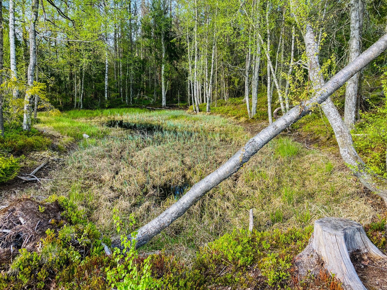 Flott turområde I Bergskogen, kun 2 minutter fra Heggeveien 27. Galleribilde