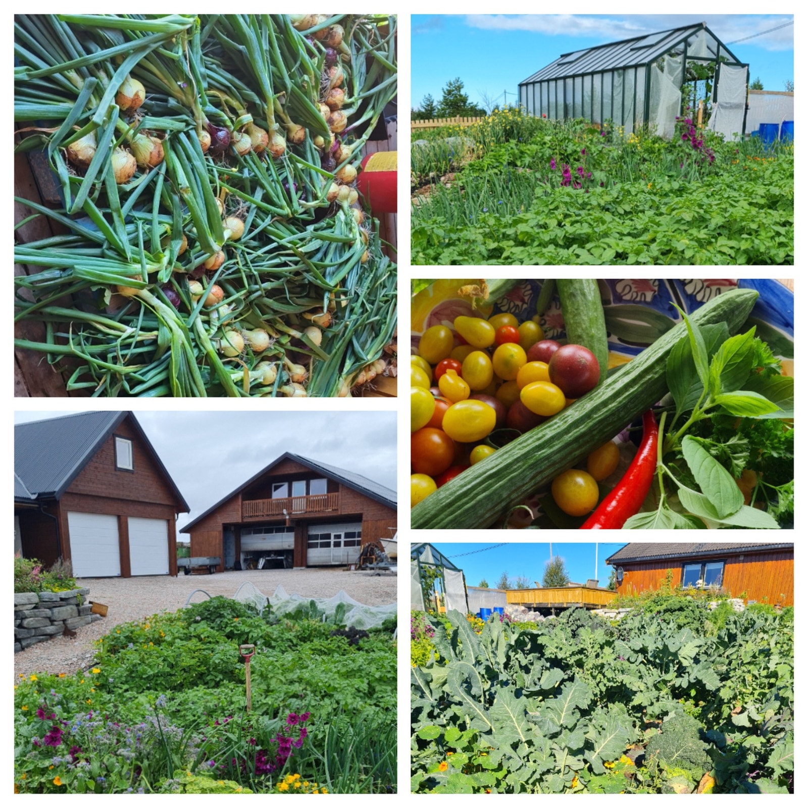 Det er også plantet epletrær, morelltre, pæretre og bærbusker Galleribilde