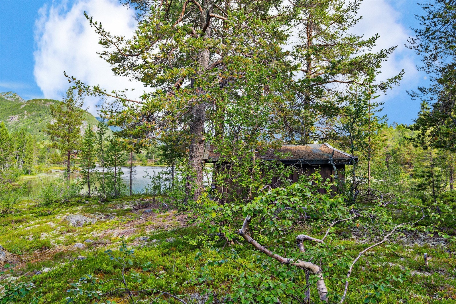 - Velkommen til Røyrtjønn - Galleribilde