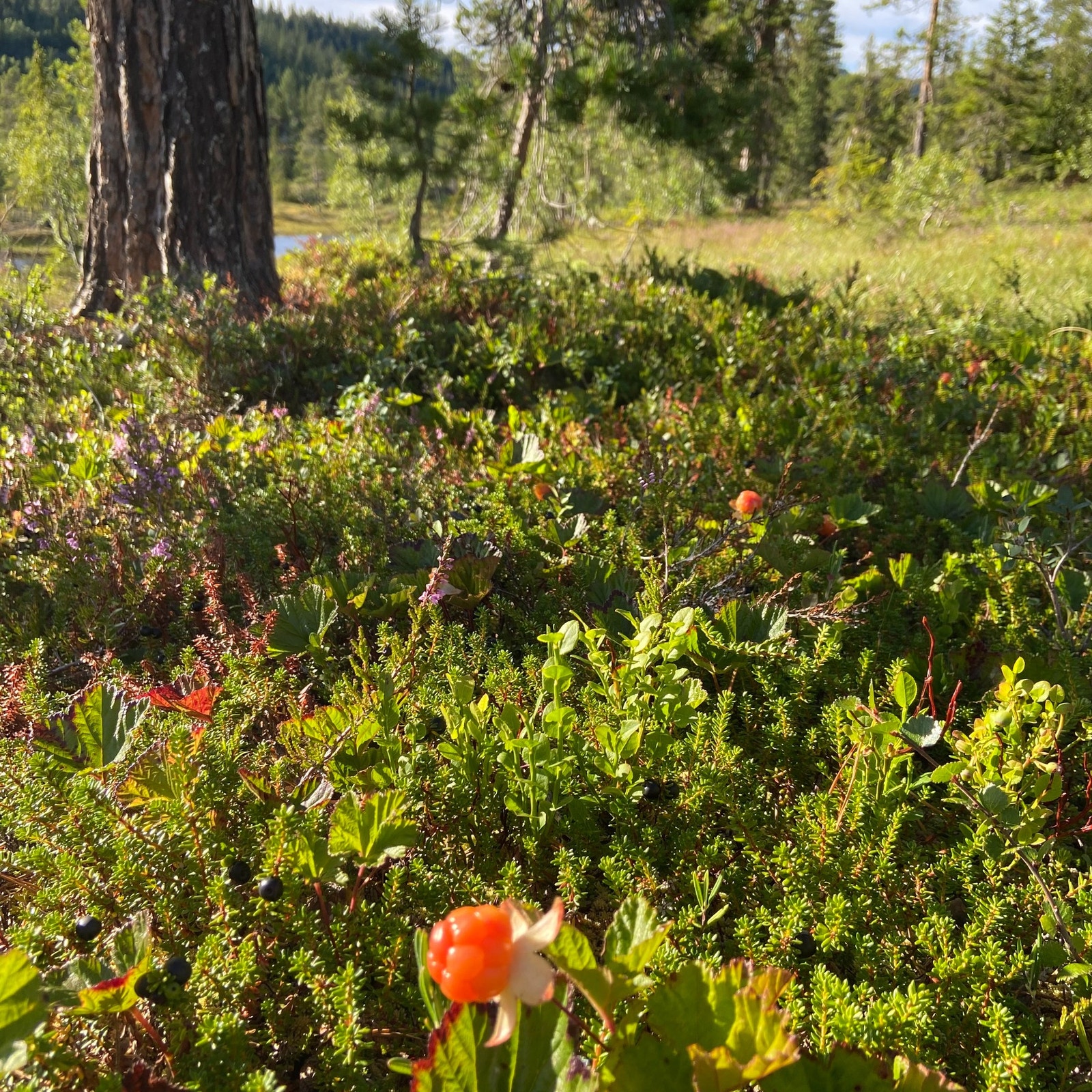 Egen molte på tomta! Galleribilde