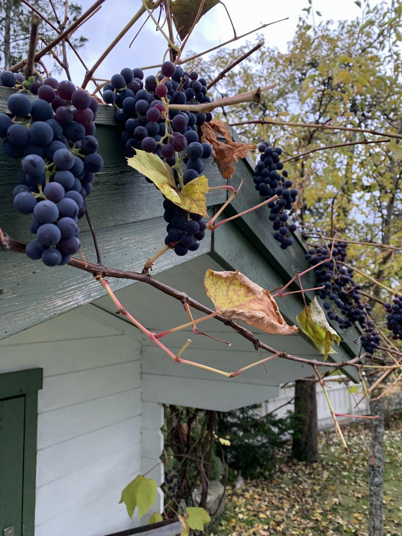 IMG_1731 Galleribilde