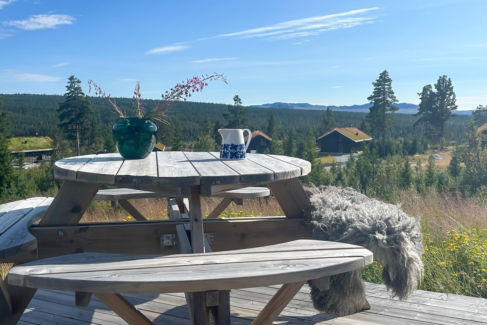 Hyggelig villeng fremfor hytta sommerstid Galleribilde