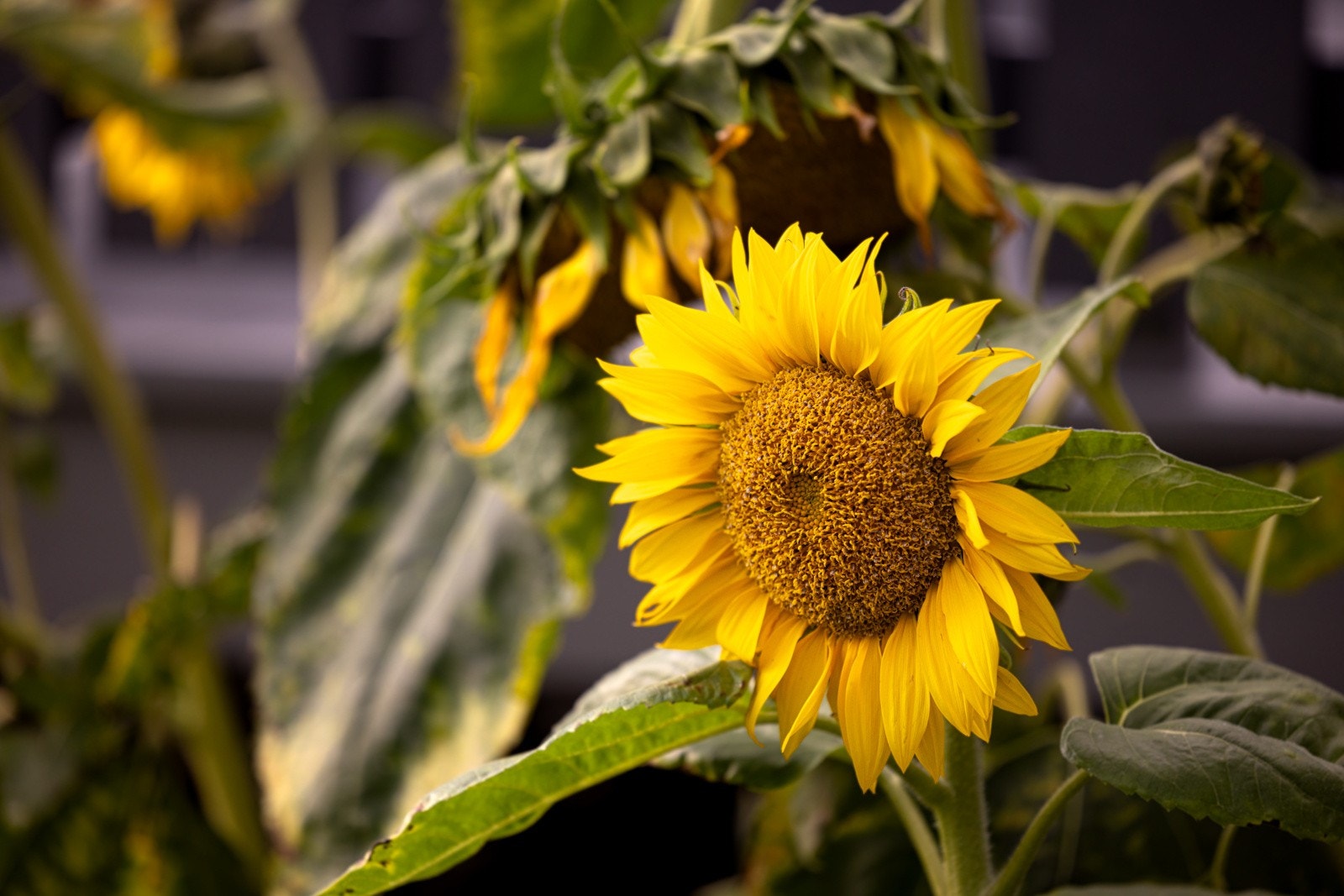 Flotte solsikker vokser langs husveggen. Galleribilde