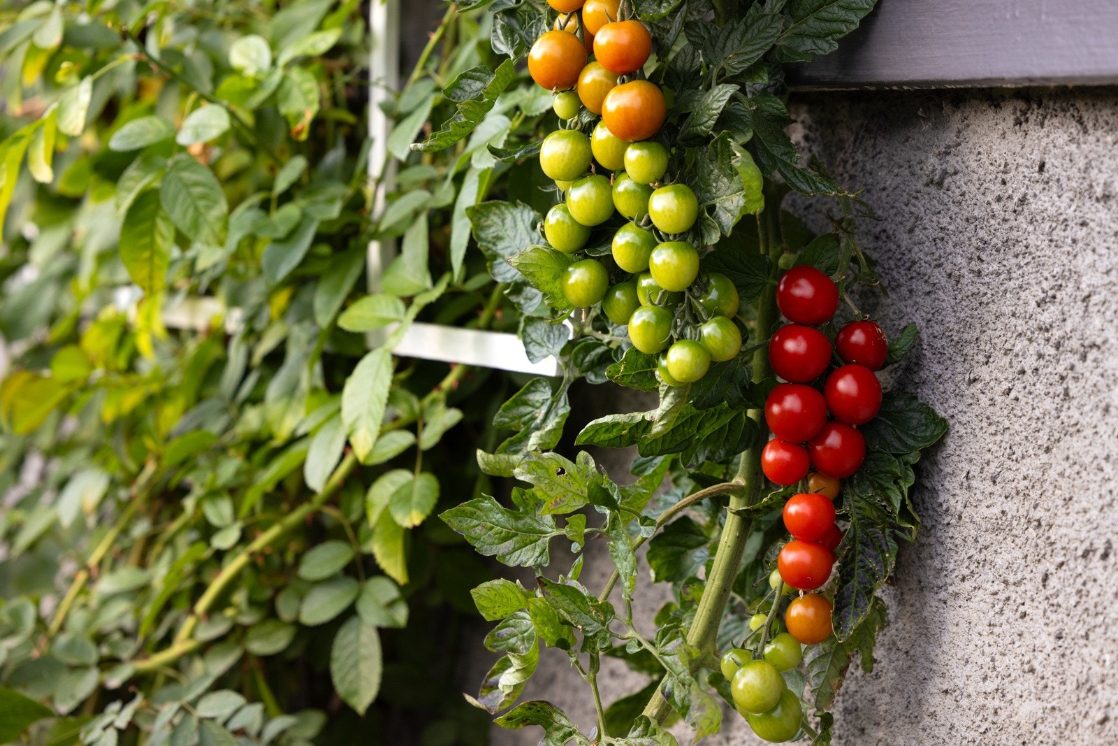 Det er en utrolig glede å kunne høste tomater fra egen hage. Galleribilde