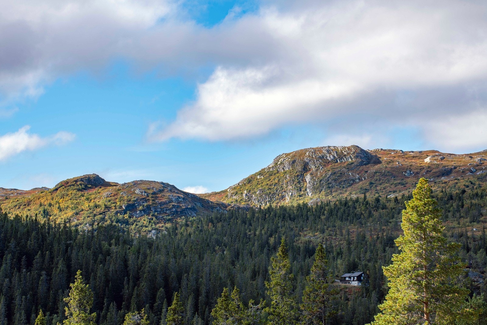 Nærområde Galleribilde