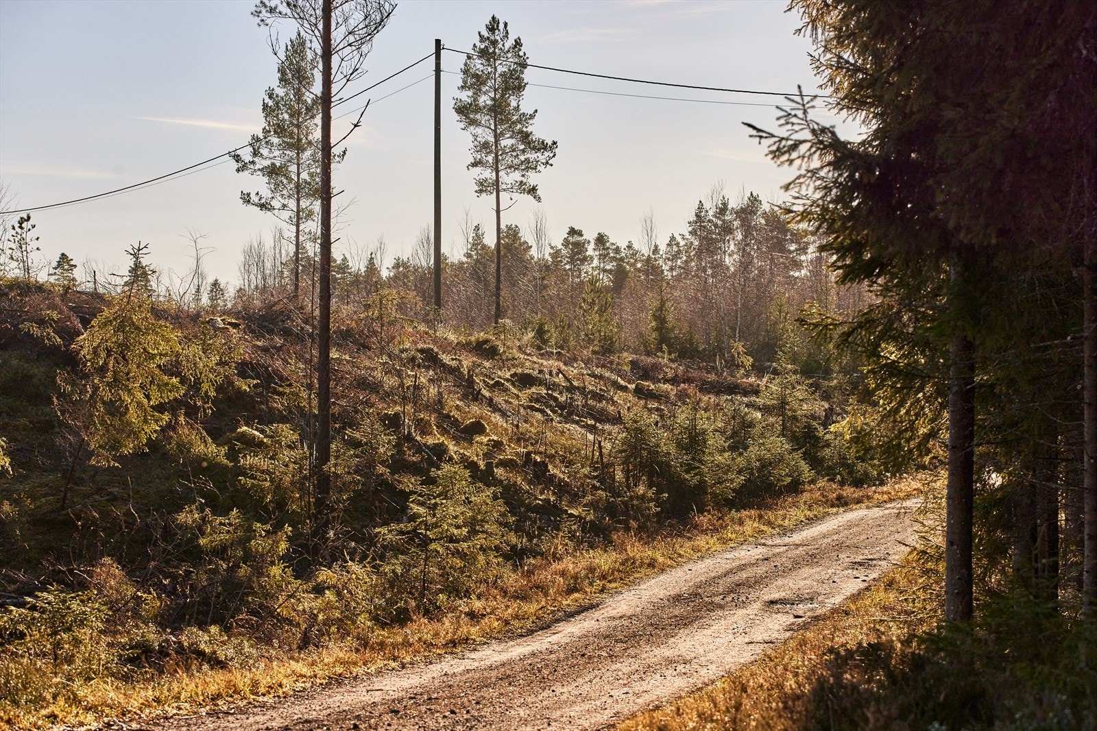 Vei, vann og kloakk vil bli lagt frem til tomtegrensen. Galleribilde