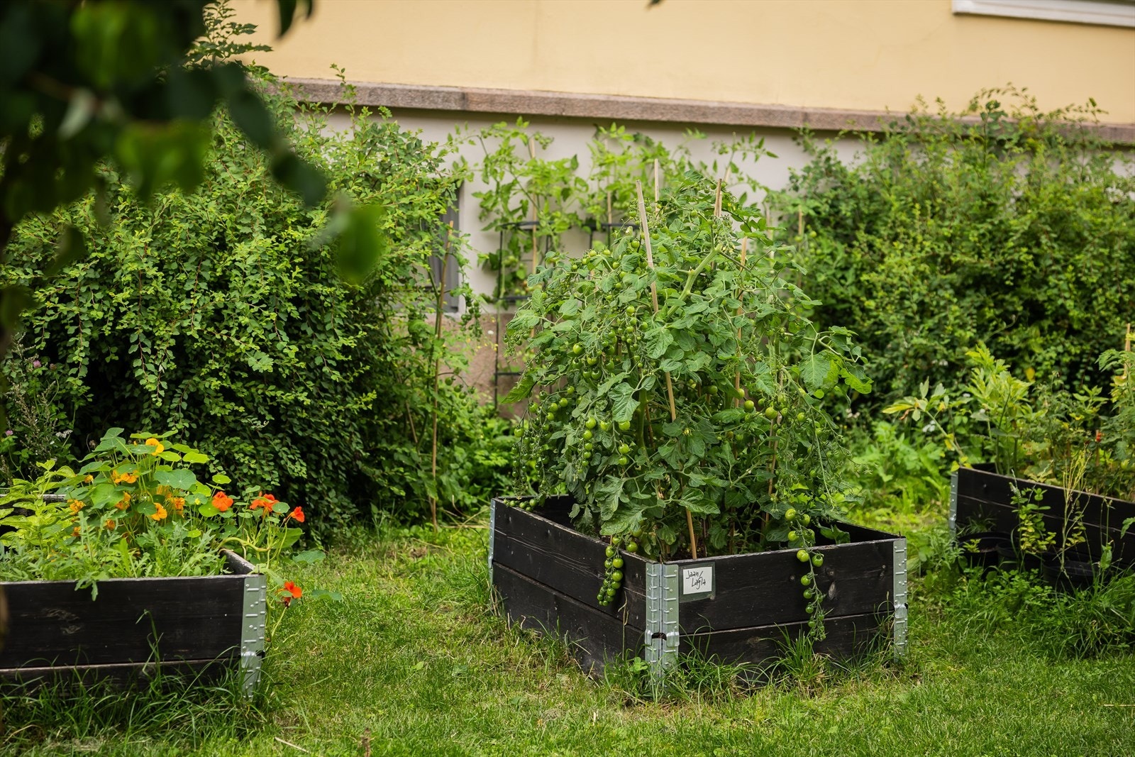Velstelt kjøkkenhage med frodige planter, perfekt for den som elsker å dyrke sine egne grønnsaker. Galleribilde