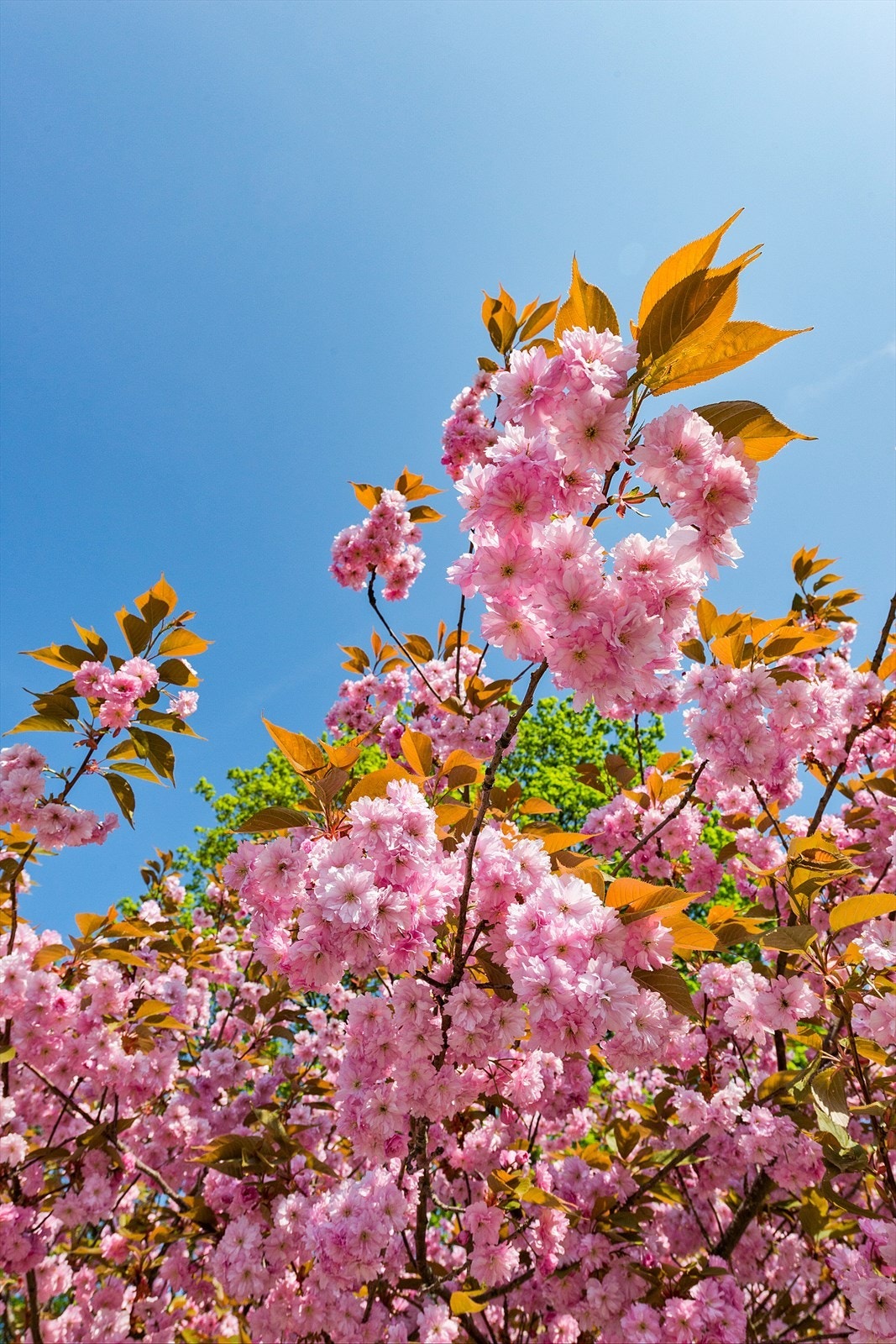 Nærområdet Galleribilde