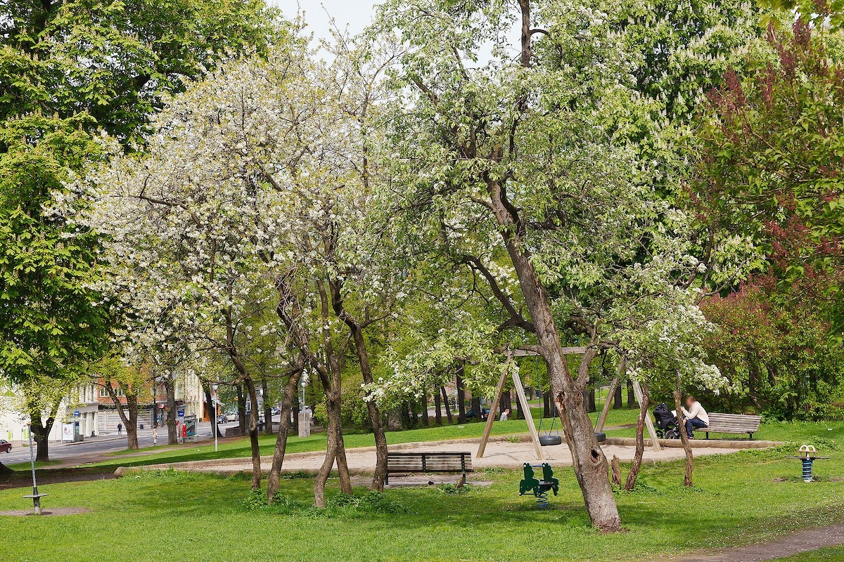 Botsparken som nærmeste nabo. Galleribilde