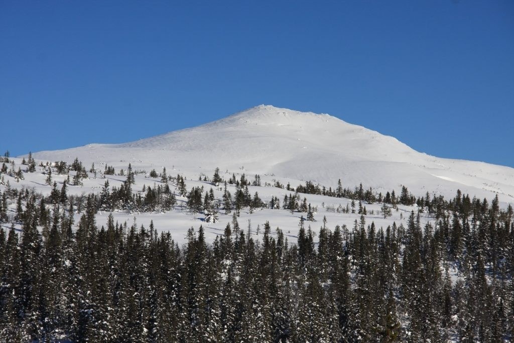 Senhovd vinter Galleribilde