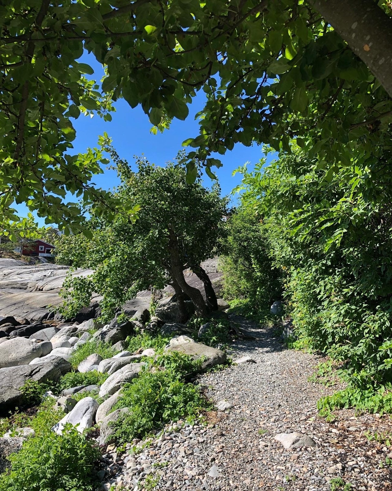 Selgers sommerbilde. Galleribilde