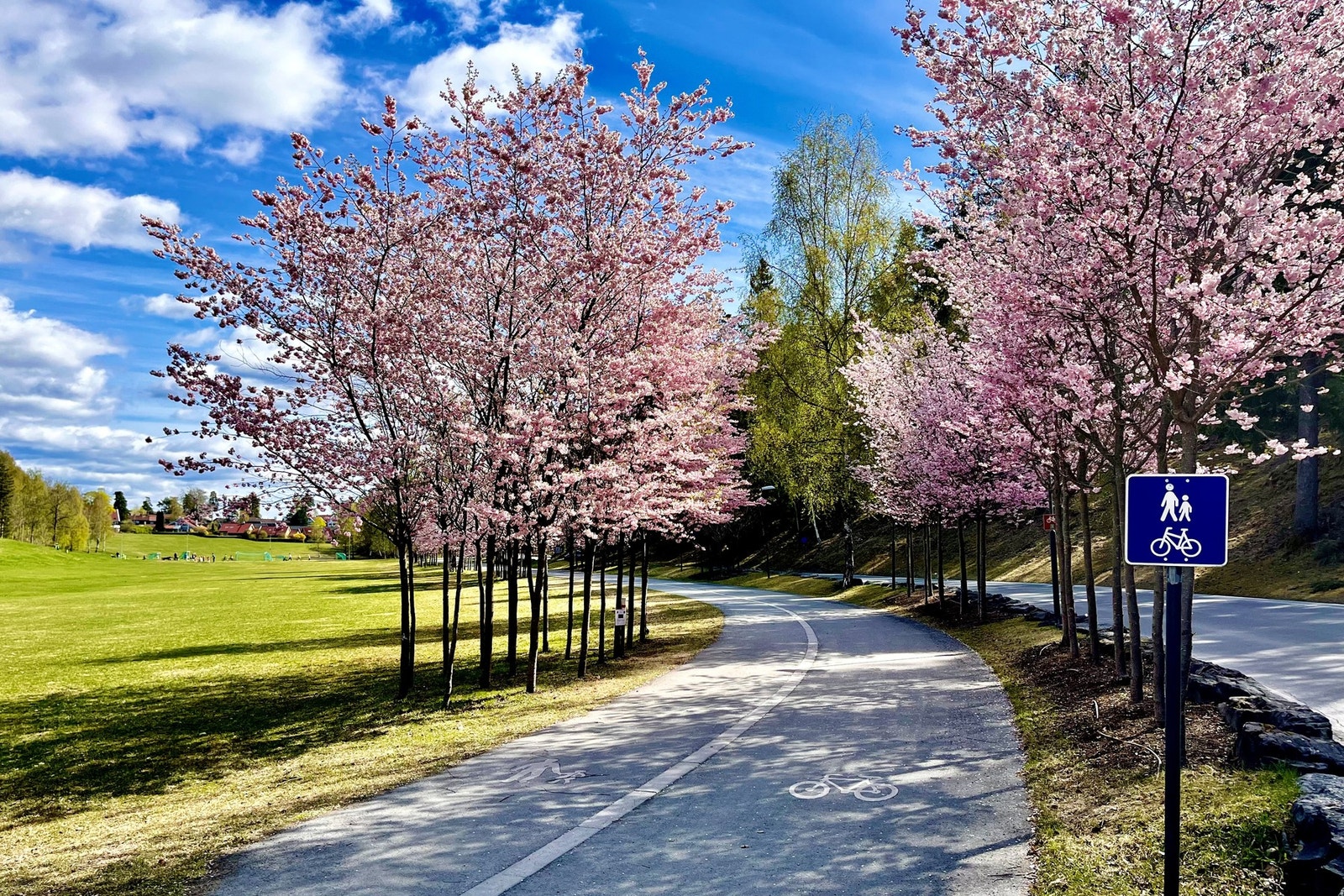 Innkjøringen til Veritas og Hans Liens vei. Galleribilde