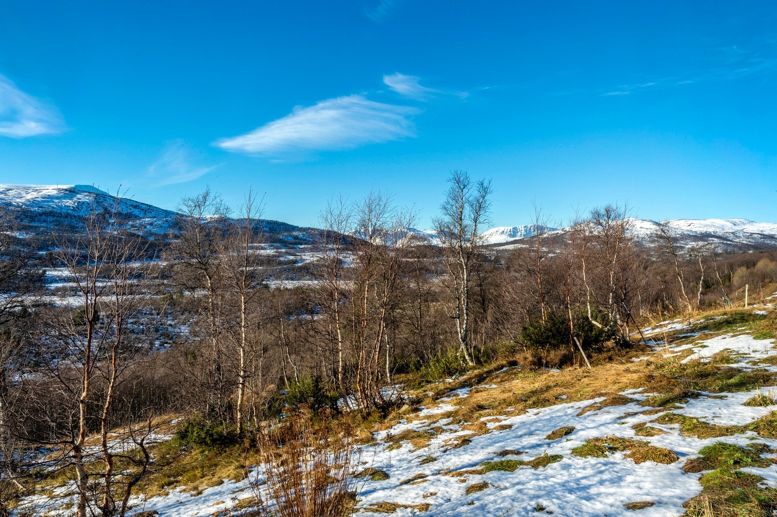 Natur-omringet tomt. Galleribilde