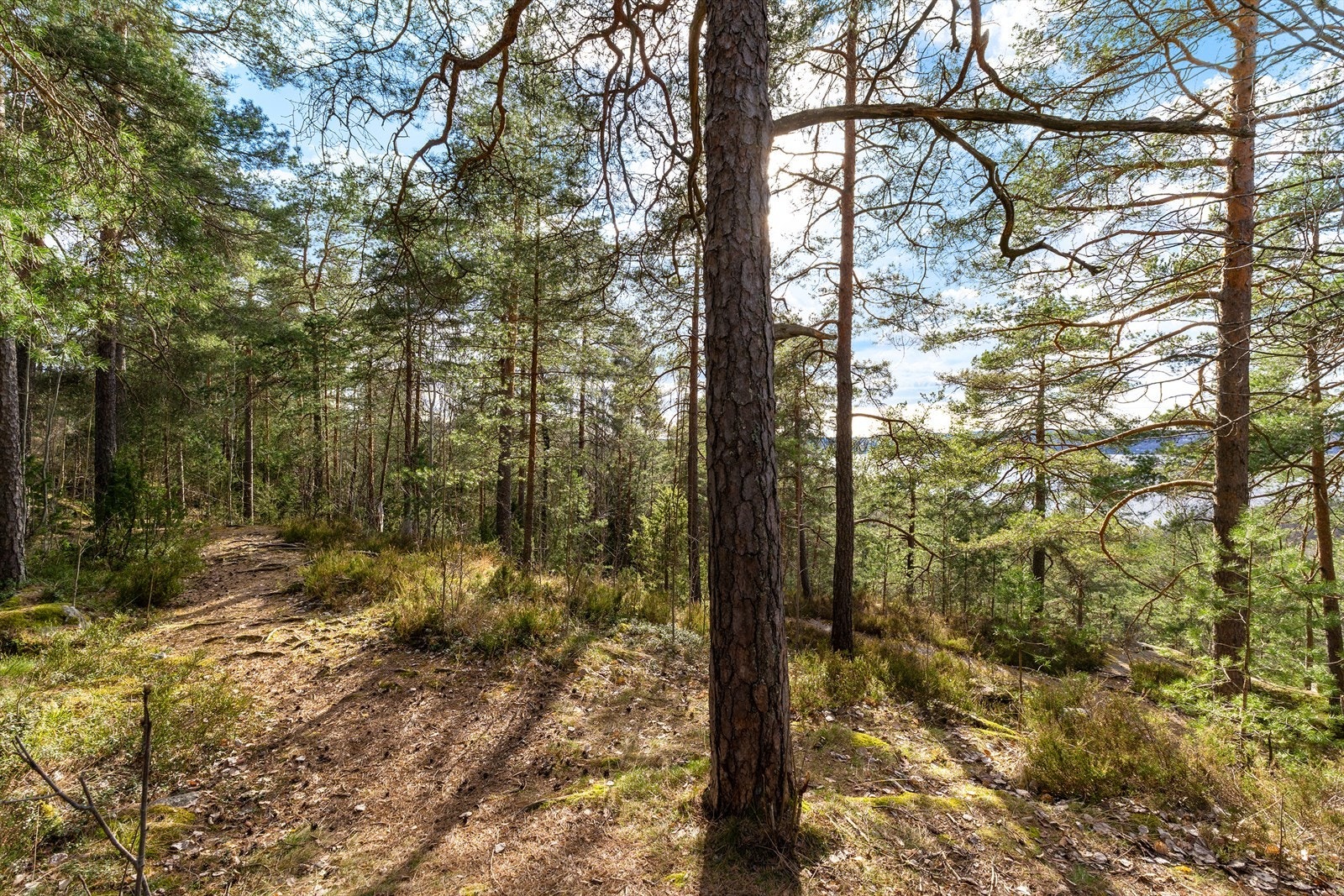 Det er fine skogsområder på begge sider av blokken. Galleribilde