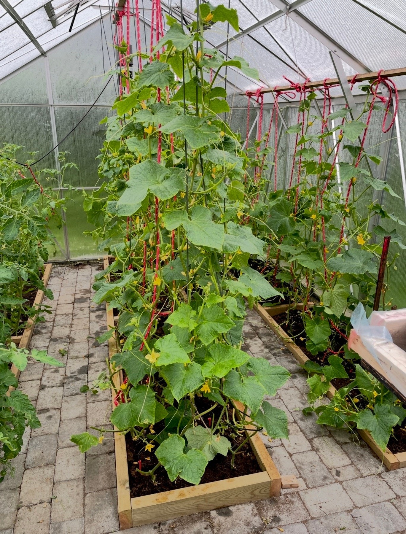 Drivhus i hagen. Galleribilde