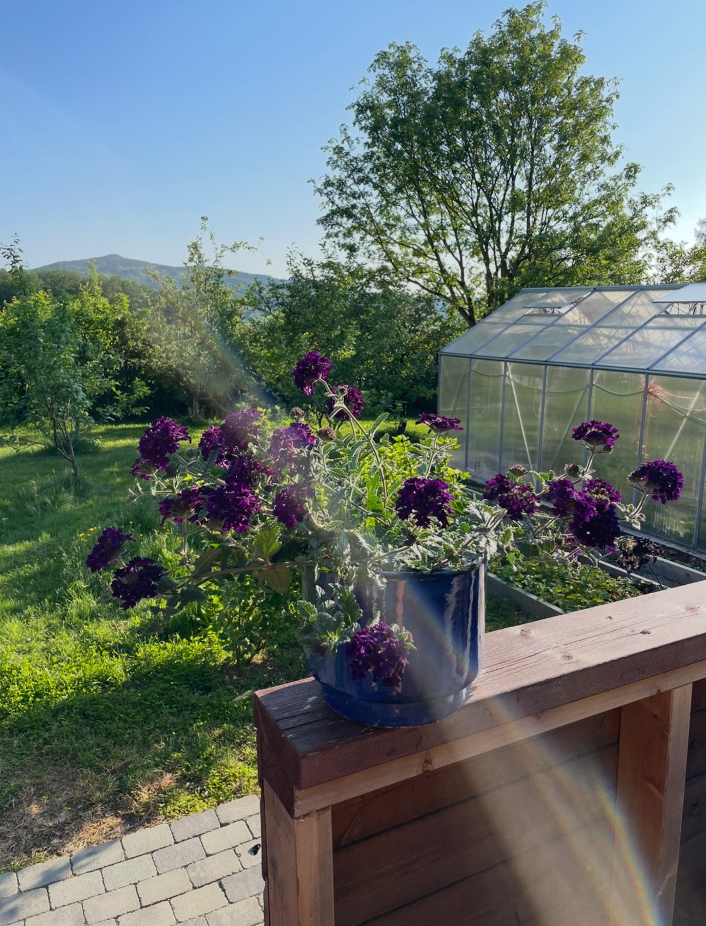 Drivhus i hagen. Galleribilde