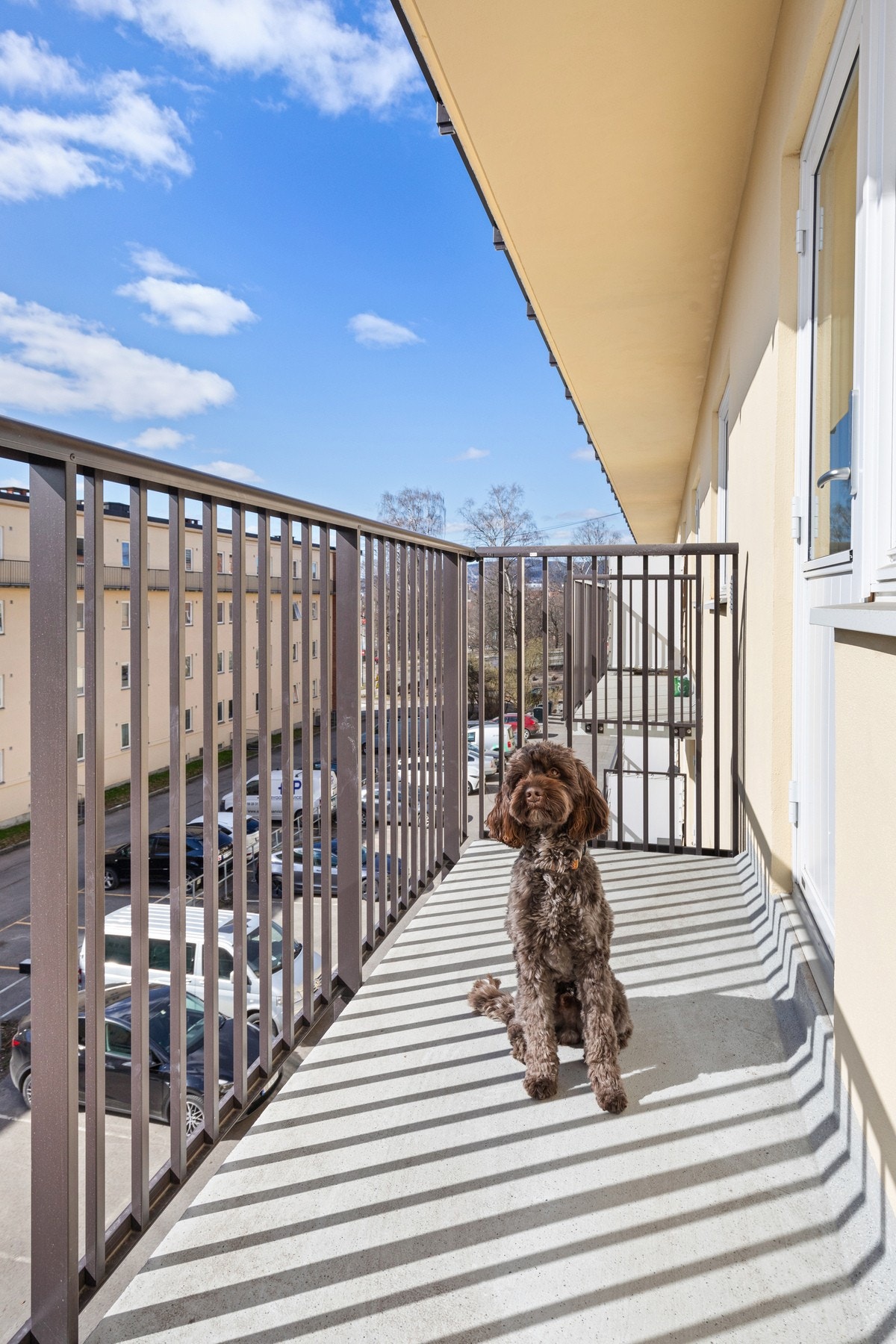 Her trives både to- og firbente. Galleribilde