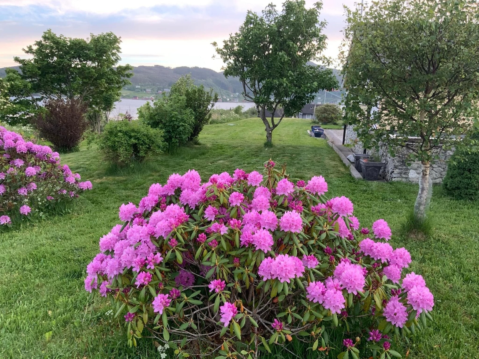 Her er det full blomstring om våren i mai, som vi er så glad i. Galleribilde