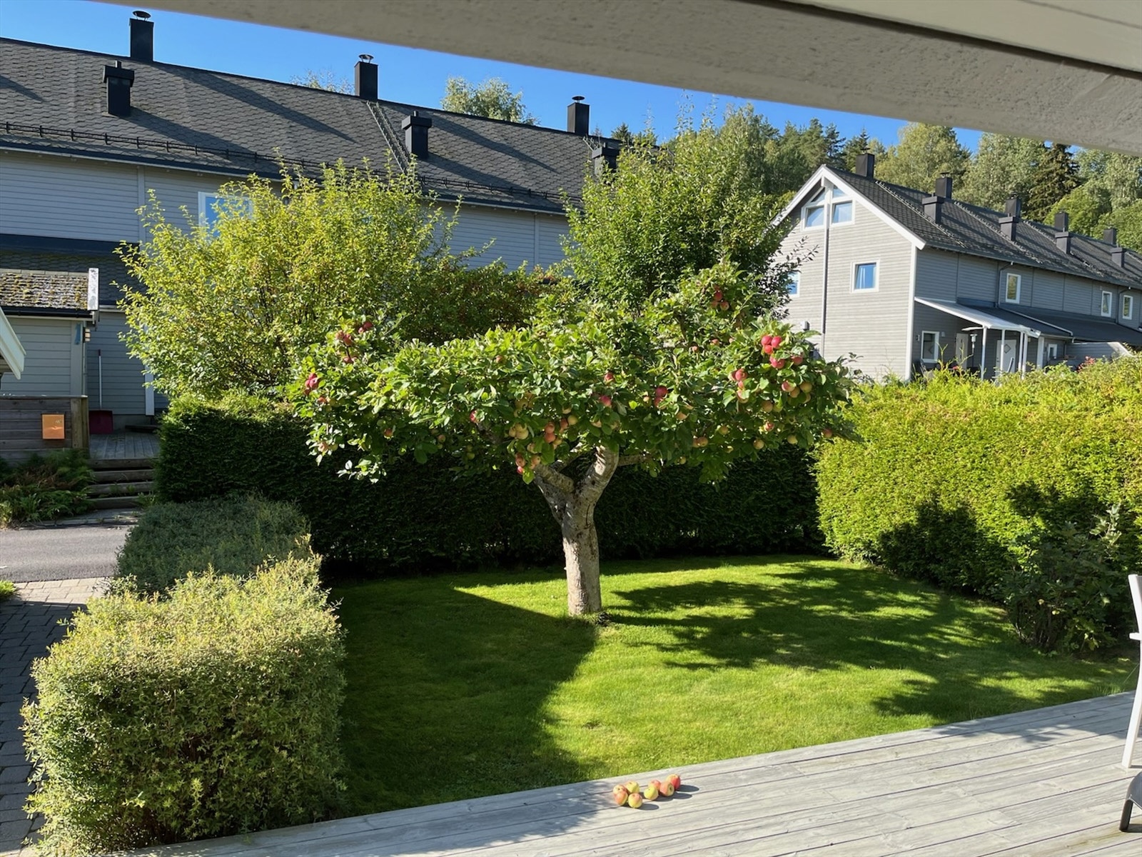 Treet i hagen bærer gode epler når det er sesong for det. Galleribilde