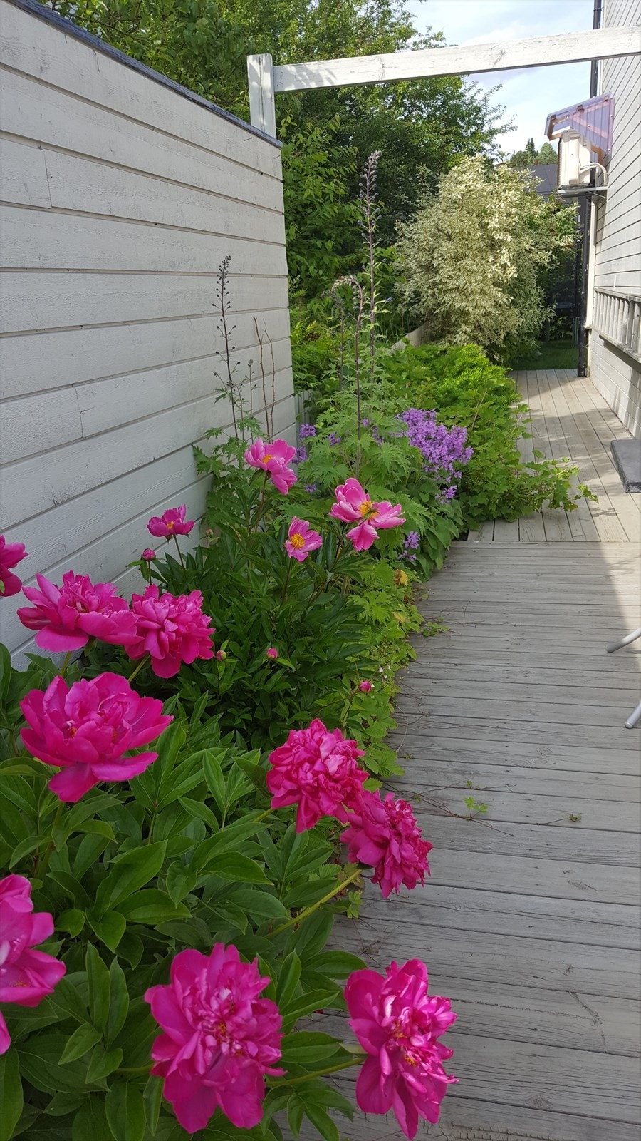 Beplantinger langs siden av boligen. Galleribilde
