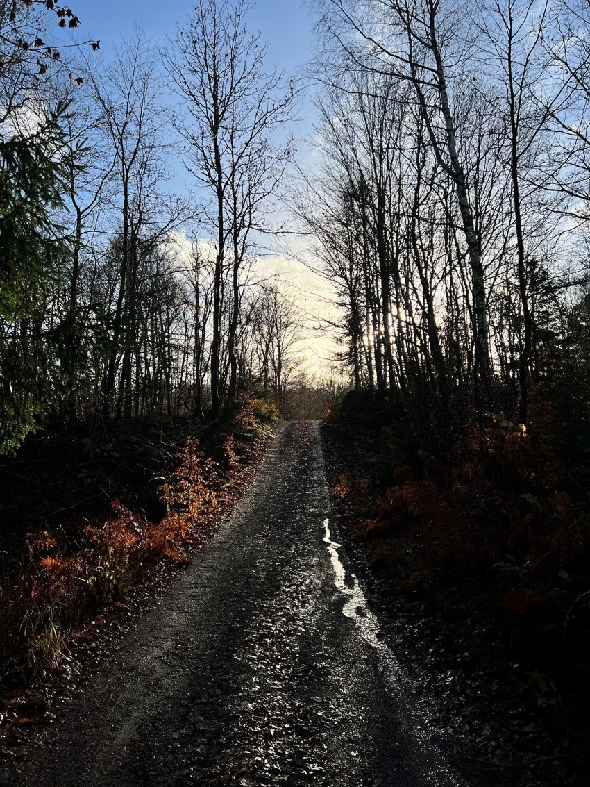 Bilde fra selger - nærhet til skogen Galleribilde
